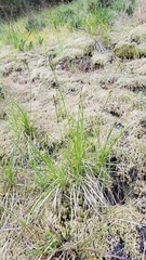 Carex rossii