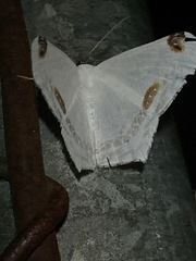 Sericoptera area