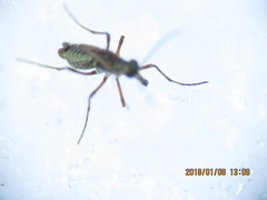 Boreus