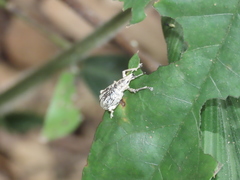 Dermatoxenus caesicollis
