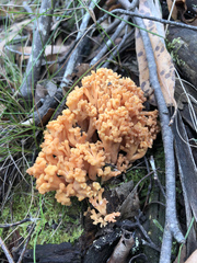 Ramaria capitata capitata