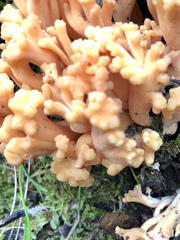 Ramaria capitata capitata