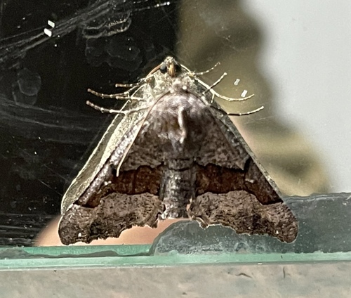 Behr's Pero Moth photo 5