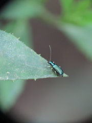 Pseudotheopea sauteri