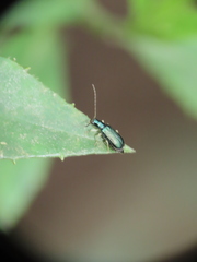 Pseudotheopea sauteri