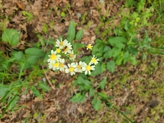 Senecio integerrimus ochroleucus
