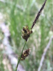 Carex inops