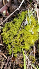 Hymenoloma crispulum