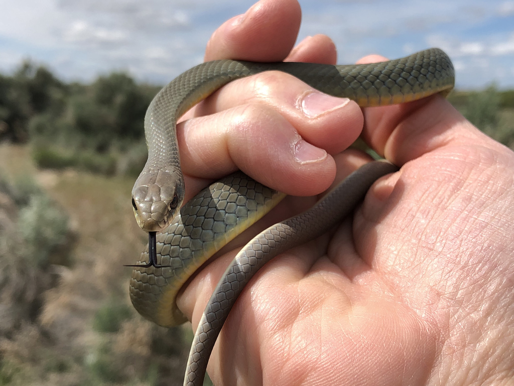 Western Yellow-bellied Racer from Deer Flat Rd, Nampa, ID, US on May 09 ...