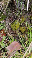 Hymenoloma crispulum