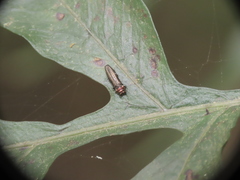 Endelus collaris kerremansi