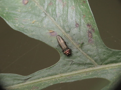 Endelus collaris kerremansi
