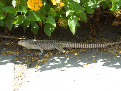 Dipsosaurus dorsalis dorsalis