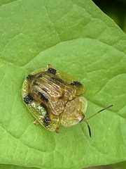 Laccoptera nepalensis