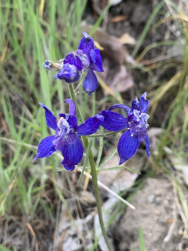 Delphinium nuttallianum
