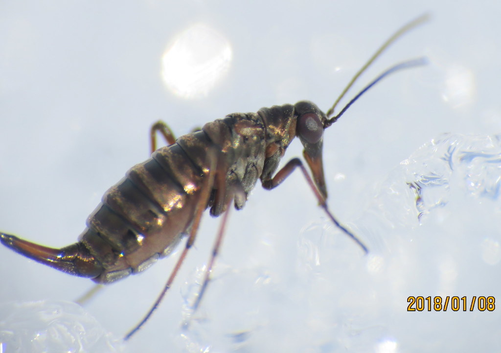 California Snow Scorpionfly