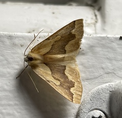 Sabulodes edwardsata