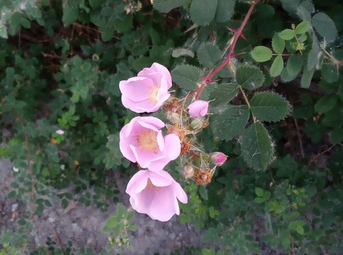 iNaturalist observation photo of California Wild Rose