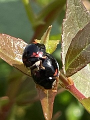 Cheilomenes sexmaculata