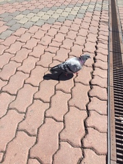 Columba livia