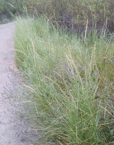 iNaturalist observation photo of wild ryes and wheatgrasses