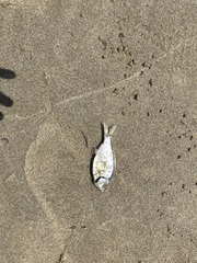 Cymatogaster aggregata