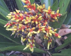 Guzmania scherzeriana