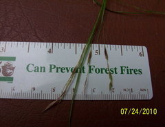 Carex debilis debilis