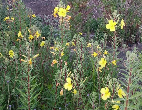 iNaturalist observation photo of tall evening primrose