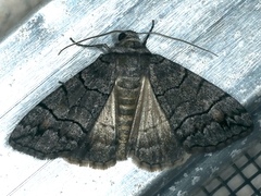 Dysbatus singularis