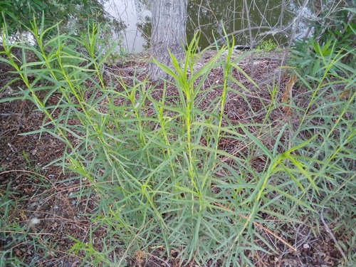 iNaturalist observation photo of western goldenrod