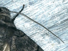 Dysbatus singularis