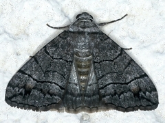 Dysbatus singularis