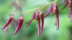 Stelis megachlamys