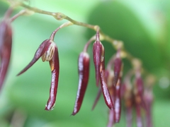 Stelis megachlamys