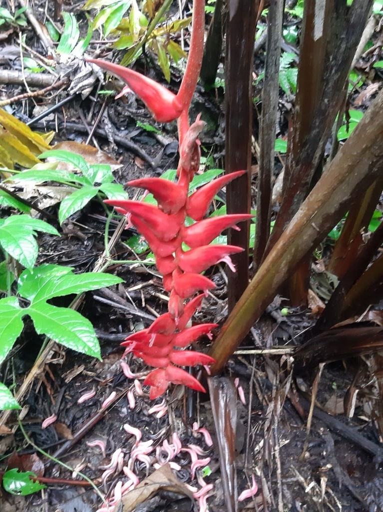 Heliconia berguidoi