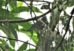 Spodiornis rusticus