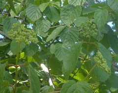 Viburnum scabrellum