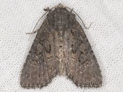 Aseptis fumosa