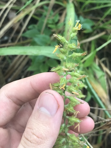 Cenchrus agrimonioides observed 2021-05-09