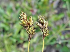 Carex preslii