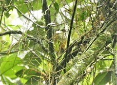 Pseudocolaptes boissonneautii