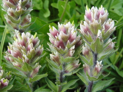 Castilleja parviflora albida