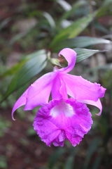 Sobralia macrantha
