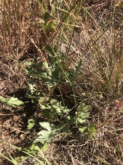 Sanicula bipinnatifida