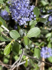 Ceanothus prostratus