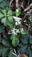 Sanicula petagnioides