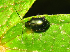 Aphthona strigosa