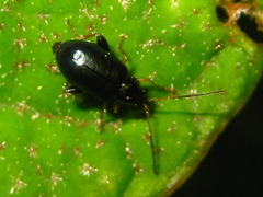 Aphthona strigosa