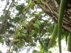 Codonanthopsis crassifolia